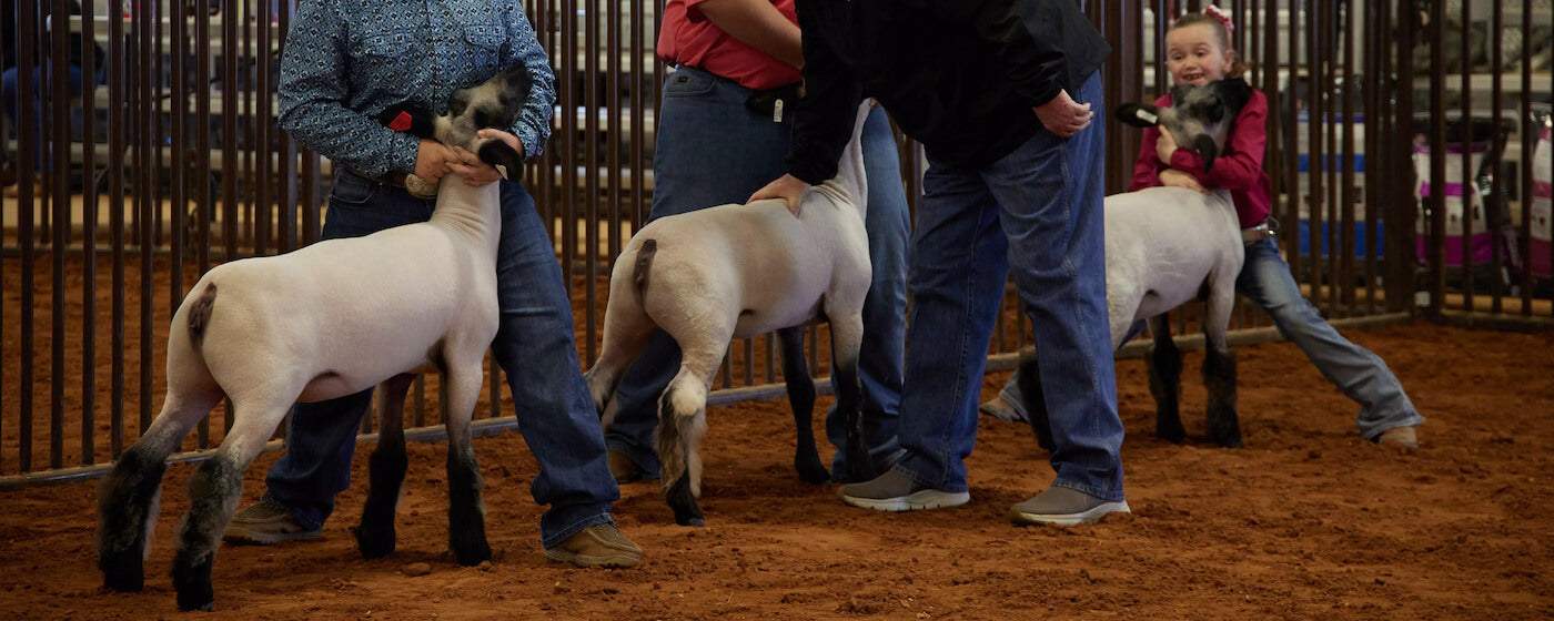 Showing Sheep + Goat Essentials: How To Prepare for 4-H Sheep and Goat Showing