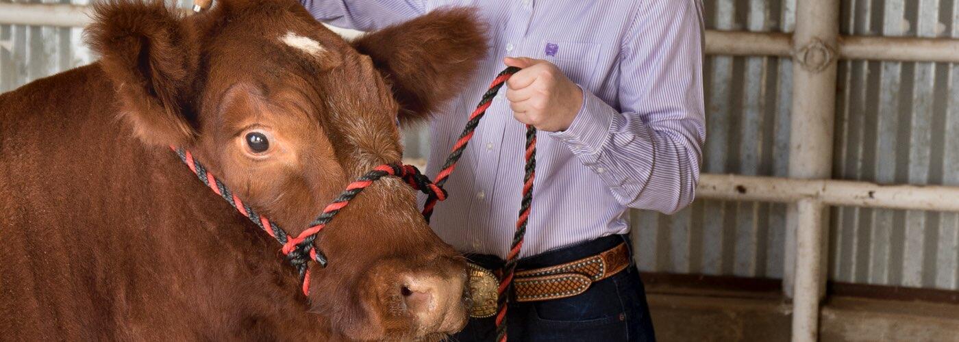 10 Stock Fitting Show Must-Haves for All Your Cattle Fitting Needs
