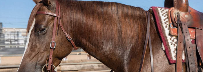 Summer Solutions for the Horse Owner