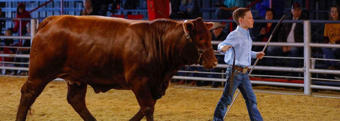 Essential Cattle Show Supplies and Equipment for 4-H