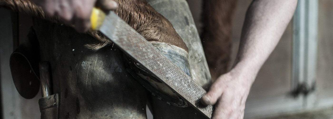 how-to-become-a-farrier-tips-on-becoming-a-farrier-and-what-is-needed