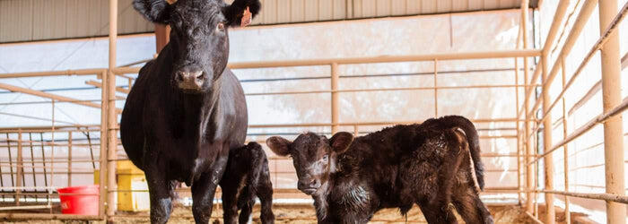 Prepare Your Herd for Spring Growth with Ralgro Implants