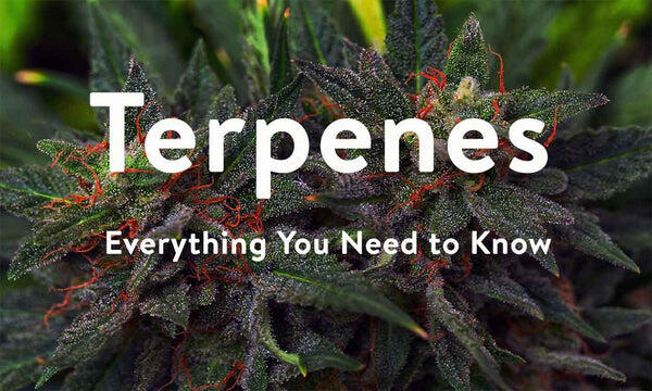 Terpenes Everything you need to know